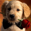 Foto de perfil de Marilene Ferreira