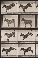 Mule Kicking (Mule Kicking)