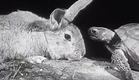 Aesop's The Tortoise and the Hare: "The Hare and the Tortoise" 1947 Encyclopaedia Britannica Films