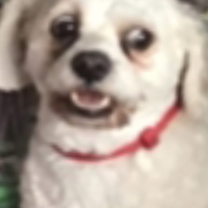 Foto de perfil de Letícia