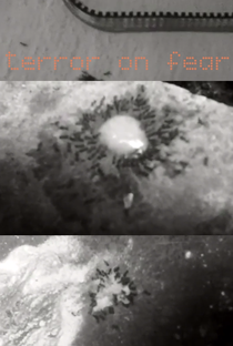 terror on fear - Poster / Capa / Cartaz - Oficial 1