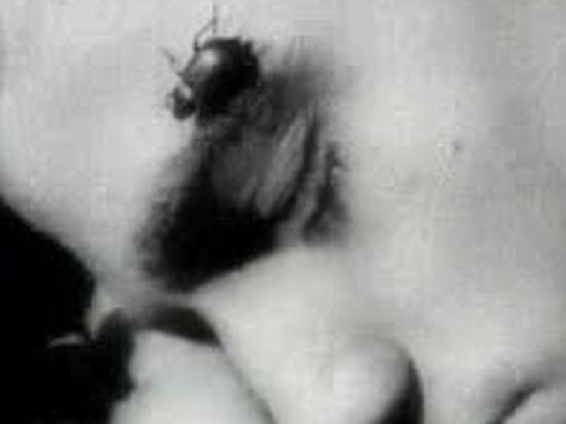 Foto 1 de A pátria da eletricidade