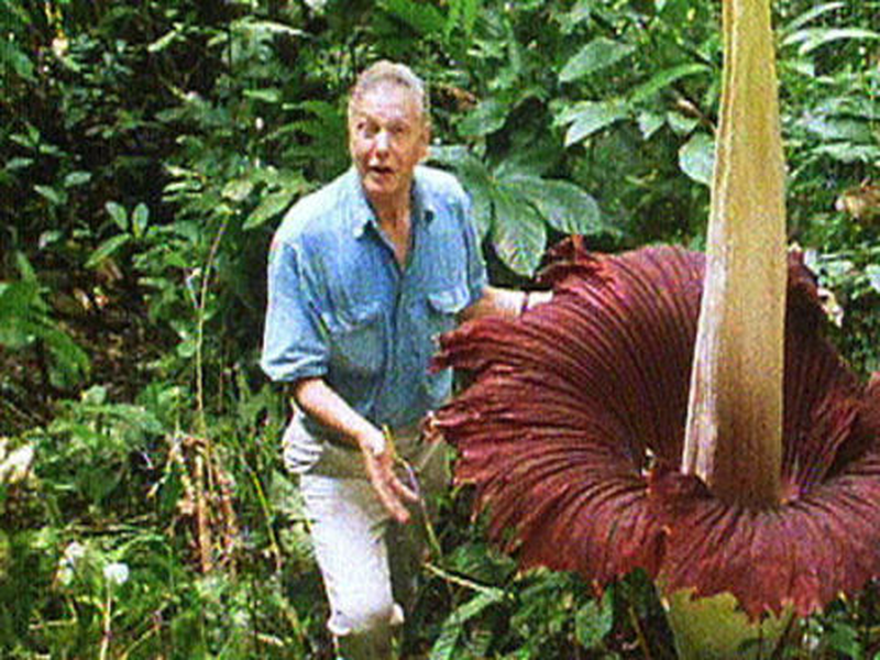 Foto 1 de A Vida Privada Das Plantas