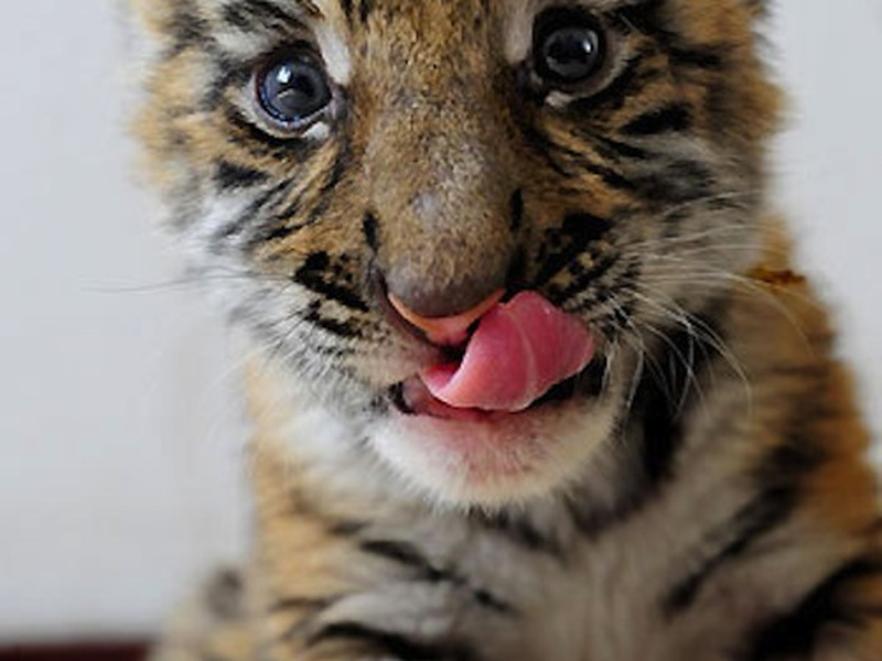 Foto 5 de Tensai! Shimura Dōbutsuen