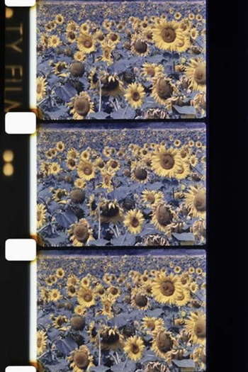 Poster de Curta Les tournesols colorés (1983)