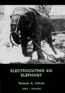 Eletrocutando um Elefante
