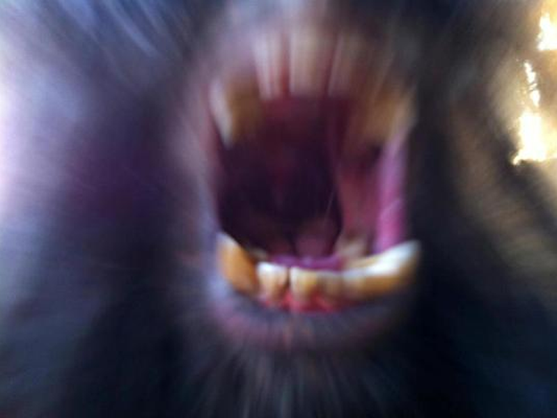 Foto 2 de Eles Existem