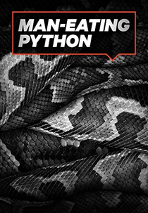 A Cobra Devoradora de Homens (Man-Eating Python)