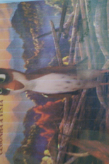 A Animação dos Espectros: Cegonha a Vista (The Spectra Animation: Stork in View)