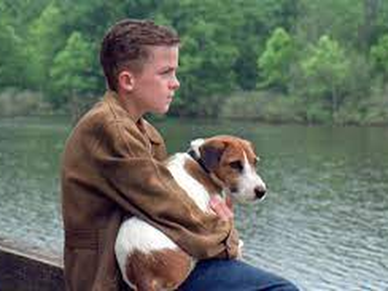 Foto 6 de Meu Cachorro Skip