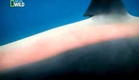 Documentário - (Ataque Animal) - Tubarão Branco