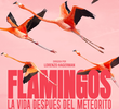 Flamingos: A Vida Depois do Meteorito