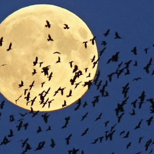 Foto de perfil de leto