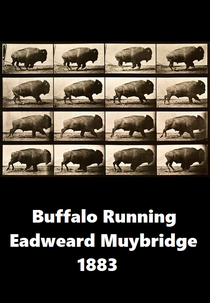 Buffalo Running (Buffalo Running)