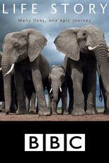 História da Vida (Life Story)