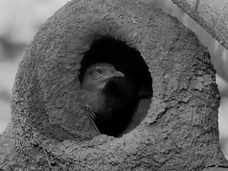 Foto 1 de O João de Barro