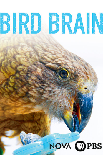 Poster de Filme O cérebro das aves (2017)