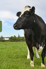 O que veio antes? (What Came Before)