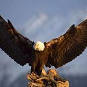 Foto de perfil de Gilson