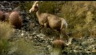 Nature | Life in Death Valley - Preview | PBS