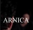 Arnica