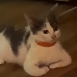 Foto de perfil de Cássio