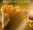 A Magia dos Cogumelos
