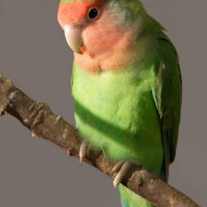 Foto de perfil de Agaporni
