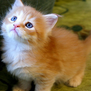 Foto de perfil de Fatima Ramos