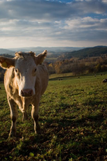 Somos Apenas Diferentes (Just Diferents)