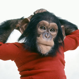 Foto de perfil de MacacoMalandro