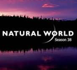 The BBC Natural World: Powered Eagles