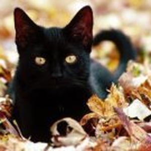 Foto de perfil de Karen Chamberlain