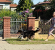 König der Gartenzwerge
