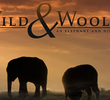 Wild and Woolly: An Elephant and his Sheep