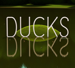 Ducks