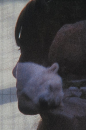 Poster de Curta Denkbilder (2013)