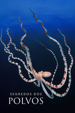 Segredos dos Polvos (Secrets of the Octopus)
