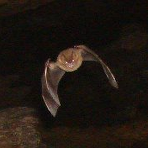Foto de perfil de Nyctaluz Noctula