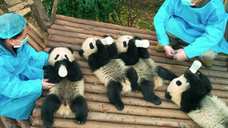 Trailer: PANDAS - OFFICIAL TRAILER [HD]