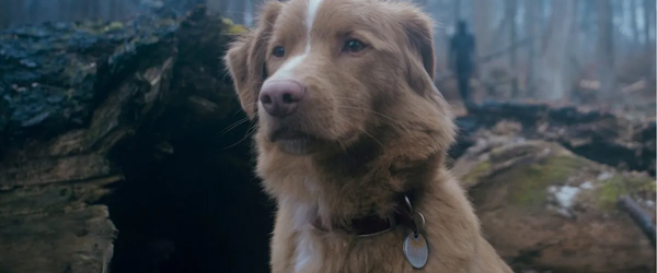 Assista ao trailer de Good Boy, terror protagonizado por cachorro