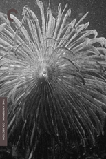 Hyas et Stenorinques, crustacés marins (Hyas et Stenorinques, crustacés marins)