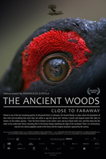 The Ancient Woods (Sengirė)
