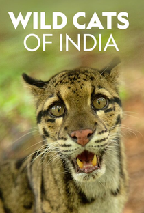 Gatos Selvagens da Índia - Poster / Capa / Cartaz - Oficial 1