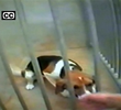 Animal Undercover