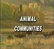 Animais em Comunidades