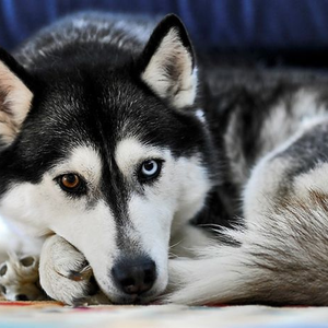 Foto de perfil de Maynara