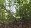 Timber