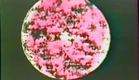Takahiko Iimura - 1962 - "On Eye Rape"
