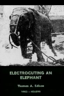 Eletrocutando um Elefante - Poster / Capa / Cartaz - Oficial 1